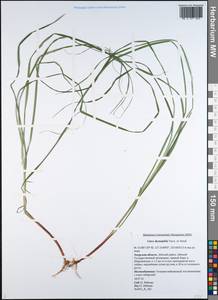Carex drymophila Turcz., Siberia, Russian Far East (S6) (Russia)
