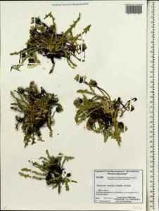 Taraxacum tamarae Kharkev. & Tzvelev, Siberia, Chukotka & Kamchatka (S7) (Russia)