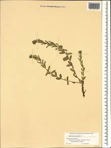 Lythrum hyssopifolia L., Caucasus, Black Sea Shore (from Novorossiysk to Adler) (K3) (Russia)
