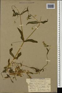 Cerastium haussknechtii Boiss., Caucasus, Stavropol Krai, Karachay-Cherkessia & Kabardino-Balkaria (K1b) (Russia)