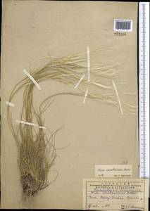 Stipa karataviensis Roshev., Middle Asia, Western Tian Shan & Karatau (M3) (Kazakhstan)