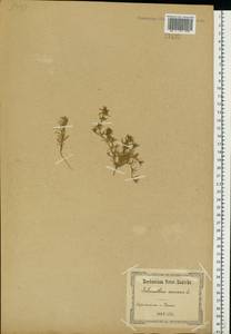 Scleranthus annuus L., Eastern Europe, North Ukrainian region (E11) (Ukraine)