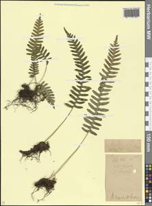 Polypodium cambricum L., Caucasus, Krasnodar Krai & Adygea (K1a) (Russia)