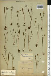 Muscari pallens (M.Bieb.) Fisch., Eastern Europe, Central forest-and-steppe region (E6) (Russia)