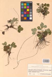 Fragaria viridis Duchesne, Eastern Europe, Belarus (E3a) (Belarus)