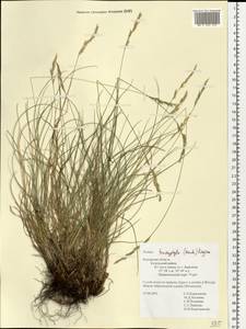 Festuca trachyphylla (Hack.) Hack., Eastern Europe, Central region (E4) (Russia)