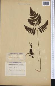 Gymnocarpium robertianum (Hoffm.) Newman, Western Europe (EUR) (France)
