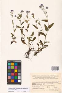 Myosotis asiatica (Vestergr. ex Hultén) Schischk. & Serg., Eastern Europe, Northern region (E1) (Russia)
