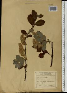 Salix aurita × livida, Eastern Europe, Central region (E4) (Russia)