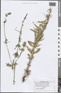 Silene sibirica (L.) Pers., Eastern Europe, Middle Volga region (E8) (Russia)