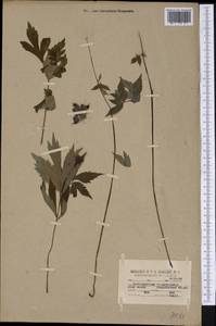 Hydrophyllum virginianum L., America (AMER) (United States)