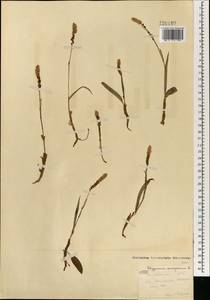 Bistorta vivipara (L.) Delarbre, Mongolia (MONG) (Mongolia)