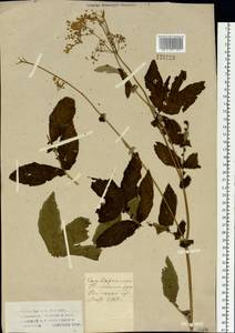 Filipendula ulmaria (L.) Maxim., Siberia, Western Siberia (S1) (Russia)