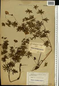 Geranium sanguineum L., Eastern Europe, South Ukrainian region (E12) (Ukraine)