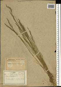 Poa nemoralis L., Eastern Europe, Northern region (E1) (Russia)