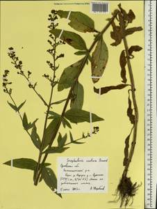 Scrophularia umbrosa Dumort., Eastern Europe, Central forest-and-steppe region (E6) (Russia)