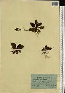 Ajuga reptans L., Eastern Europe, Northern region (E1) (Russia)