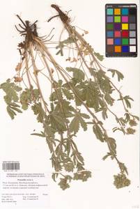 Potentilla recta L., Eastern Europe, Lower Volga region (E9) (Russia)