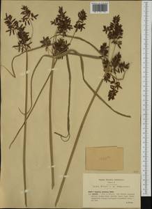 Cyperus serotinus Rottb., Western Europe (EUR) (Italy)