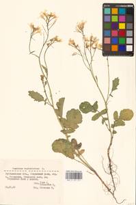 Raphanus raphanistrum L., Eastern Europe, Middle Volga region (E8) (Russia)
