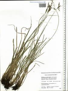 Carex erawinensis Korotky, Siberia, Baikal & Transbaikal region (S4) (Russia)