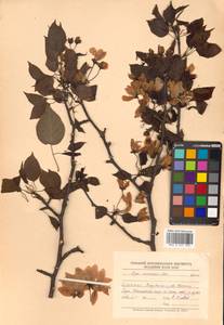 Pyrus ussuriensis Maxim., Siberia, Russian Far East (S6) (Russia)