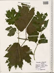 Heracleum sosnowskyi Manden., Eastern Europe, North Ukrainian region (E11) (Ukraine)