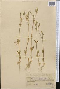 Dichodon perfoliatum (L.) Á. Löve & D. Löve, Middle Asia, Western Tian Shan & Karatau (M3) (Kazakhstan)