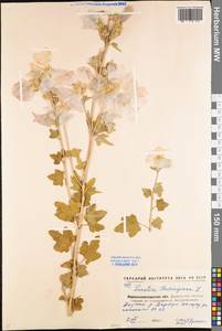 Malva thuringiaca subsp. thuringiaca, Eastern Europe, North Ukrainian region (E11) (Ukraine)