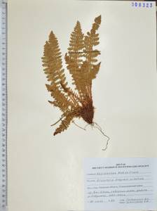 Dryopteris fragrans (L.) Schott, Siberia, Russian Far East (S6) (Russia)
