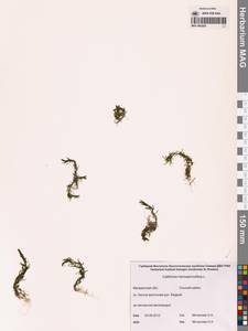 Callitriche hermaphroditica L., Siberia, Chukotka & Kamchatka (S7) (Russia)