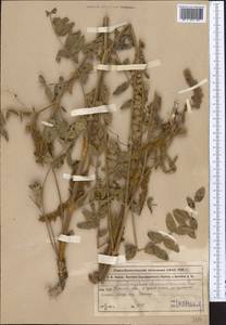 Onobrychis chorassanica Boiss., Middle Asia, Muyunkumy, Balkhash & Betpak-Dala (M9) (Kazakhstan)