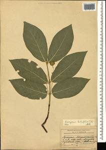Euonymus latifolius (L.) Mill., Caucasus, Armenia (K5) (Armenia)