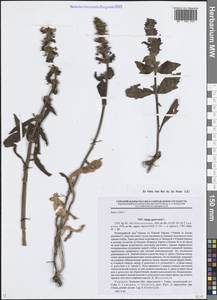 Ajuga genevensis L., Eastern Europe, North Ukrainian region (E11) (Ukraine)