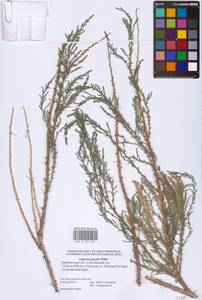 Tamarix gracilis Willd., Eastern Europe, Eastern region (E10) (Russia)