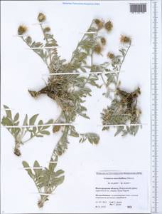 Psephellus marschallianus (Spreng.) C. Koch, Eastern Europe, Lower Volga region (E9) (Russia)