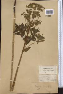 Euphorbia latifolia C.A.Mey. ex Ledeb., Middle Asia, Dzungarian Alatau & Tarbagatai (M5) (Kazakhstan)