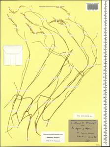 Poa nemoralis L., Caucasus, Armenia (K5) (Armenia)