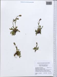 Silene apetala subsp. apetala, Middle Asia, Northern & Central Tian Shan (M4) (Kyrgyzstan)
