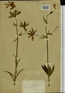 Lilium martagon var. pilosiusculum Freyn, Siberia, Altai & Sayany Mountains (S2) (Russia)