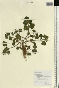 Lamium amplexicaule L., Eastern Europe, Central region (E4) (Russia)