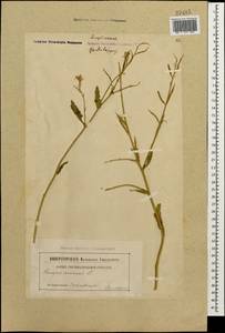 Rhamphospermum arvense (L.) Andrz. ex Besser, Caucasus, Georgia (K4) (Georgia)