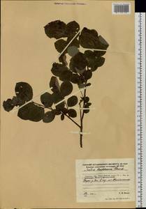 Salix abscondita Laksch., Siberia, Russian Far East (S6) (Russia)
