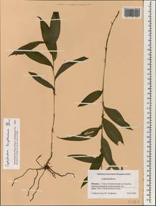 Cephalanthera longibracteata Blume, South Asia, South Asia (Asia outside ex-Soviet states and Mongolia) (ASIA) (Japan)