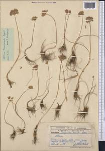 Allium tenuicaule Regel, Middle Asia, Pamir & Pamiro-Alai (M2) (Uzbekistan)