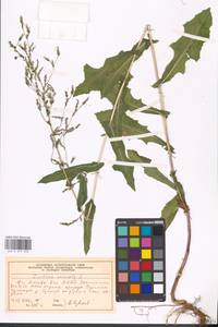 Lactuca serriola L., Eastern Europe, Moscow region (E4a) (Russia)