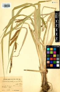 Carex utriculata Boott, Siberia, Baikal & Transbaikal region (S4) (Russia)