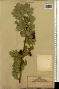 Crataegus orientalis Pall. ex M.Bieb., Caucasus, Azerbaijan (K6) (Azerbaijan)
