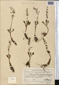 Valeriana chionophila Popov & Kult., Middle Asia, Northern & Central Tian Shan (M4) (Kazakhstan)