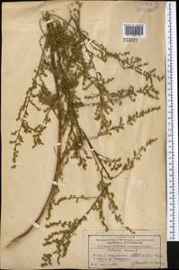 Artemisia annua L., Middle Asia, Pamir & Pamiro-Alai (M2) (Tajikistan)